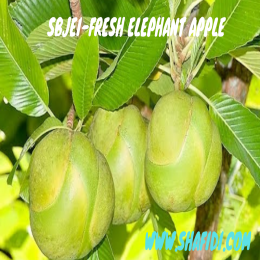 SBJEI-FRESH ELEPHANT APPLE
